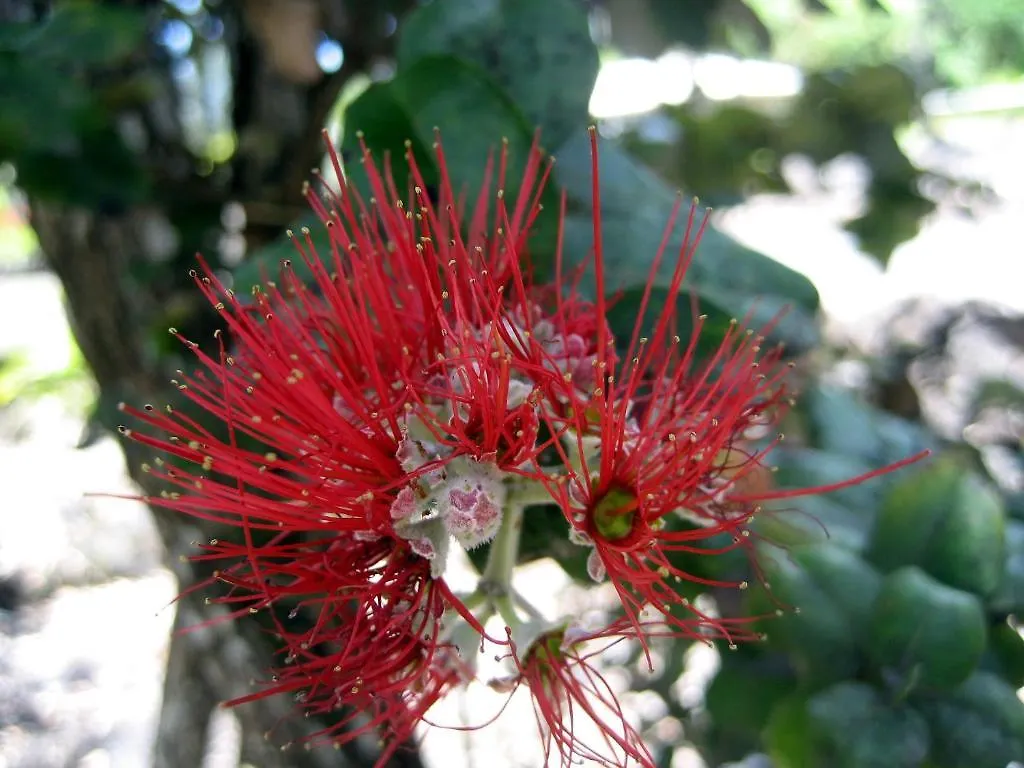 Keaau Place Holiday home